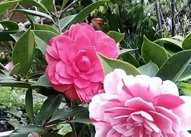 茶花怎么养才长得好，花朵大，花瓣多，色彩漂亮