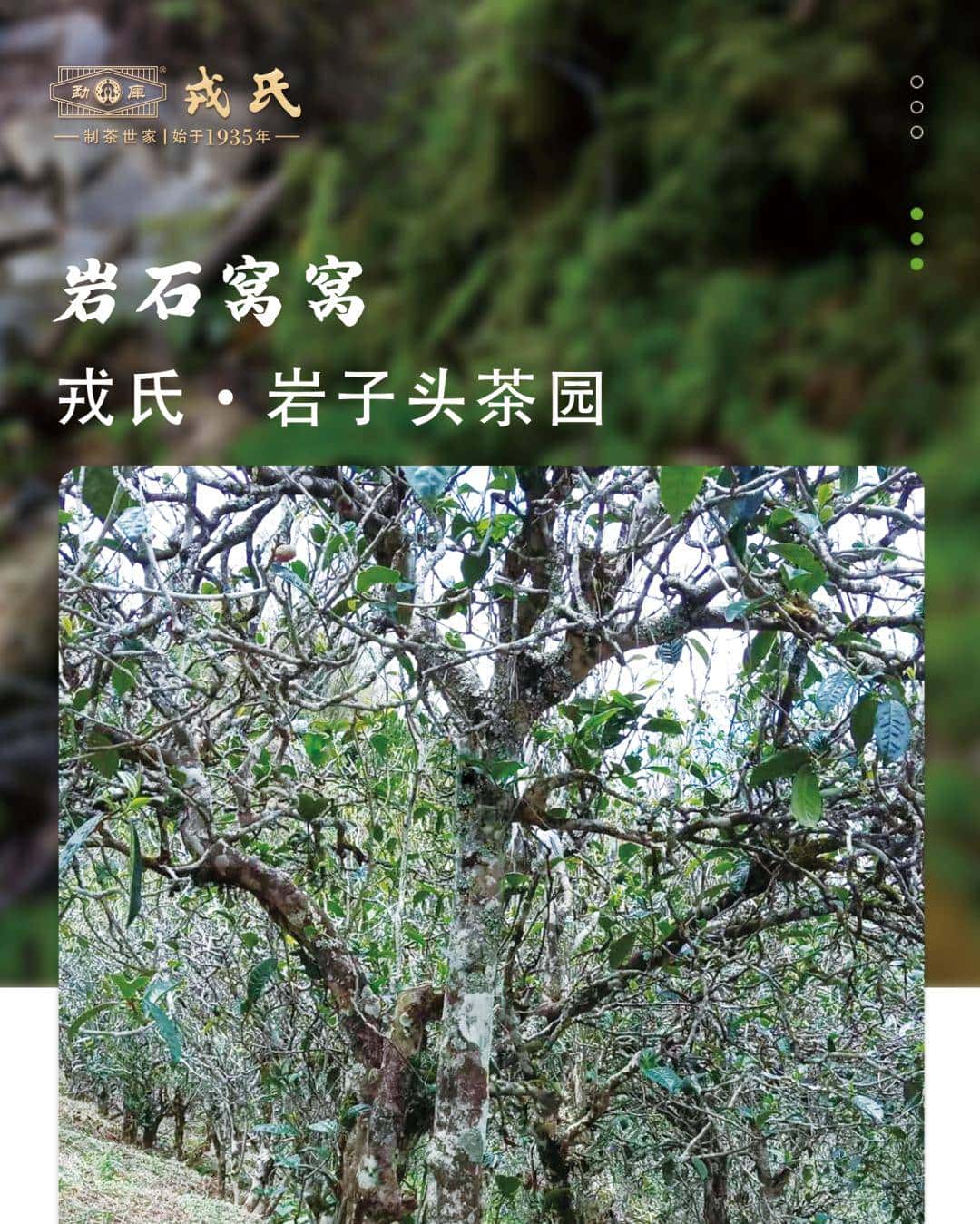 高山云雾马鞍山 岩石窝窝岩（ai）子头