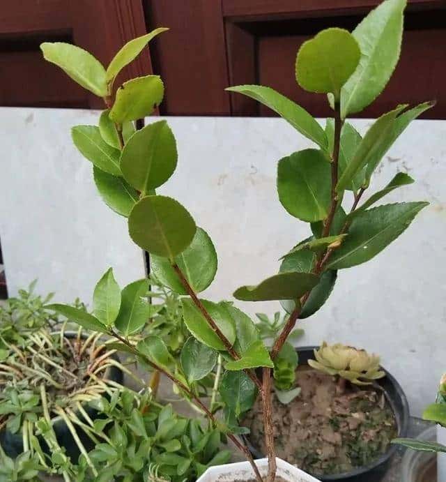 茶花怎么养才长得好，花朵大，花瓣多，色彩漂亮