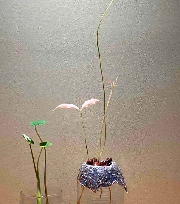 山东一女子荔枝核丢办公室,一个月长成盆栽,同事美得仙气飘飘