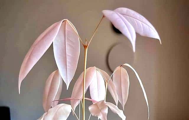 山东一女子荔枝核丢办公室,一个月长成盆栽,同事美得仙气飘飘