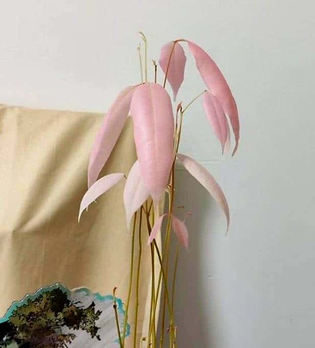 山东一女子荔枝核丢办公室,一个月长成盆栽,同事美得仙气飘飘