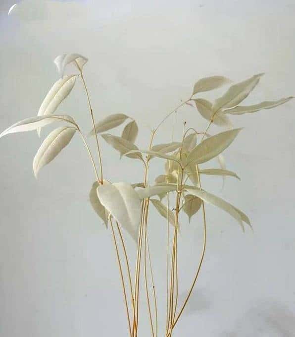 山东一女子荔枝核丢办公室,一个月长成盆栽,同事美得仙气飘飘