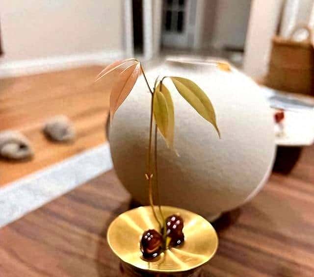 山东一女子荔枝核丢办公室,一个月长成盆栽,同事美得仙气飘飘