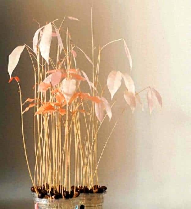 山东一女子荔枝核丢办公室,一个月长成盆栽,同事美得仙气飘飘