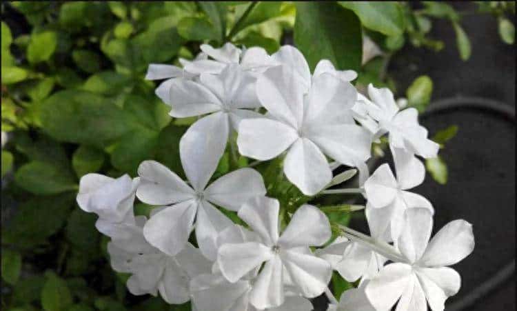 白雪花，一开就是半年多，花色清新淡雅，养护简单