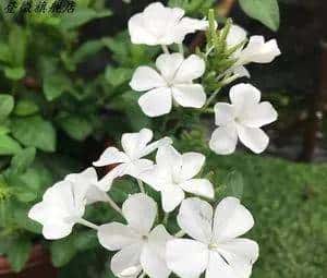 白雪花，一开就是半年多，花色清新淡雅，养护简单
