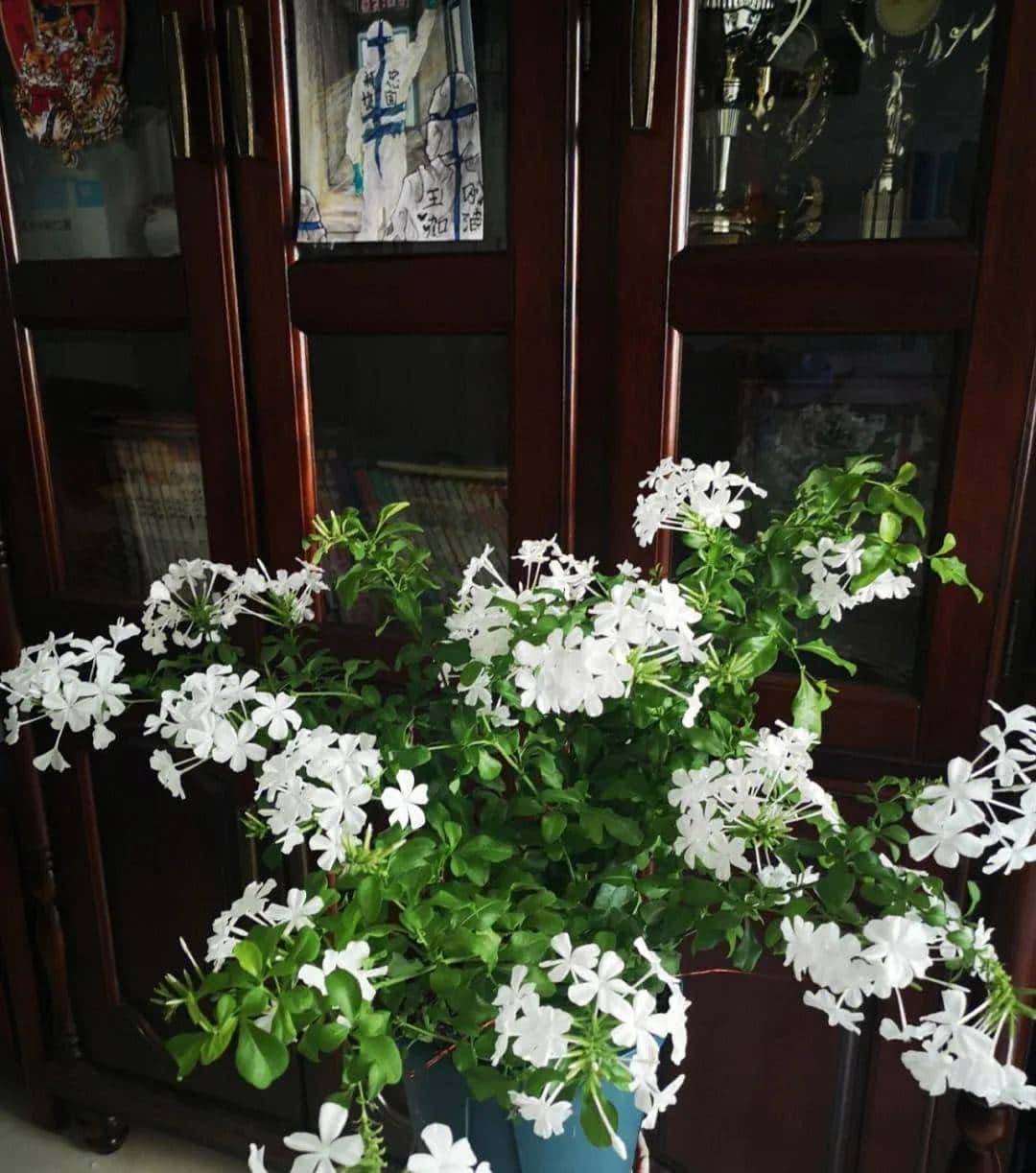 白雪花，一开就是半年多，花色清新淡雅，养护简单