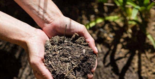 秋肥施了等于没施？不是肥不好，是你 “挖沟” 的方法错了！