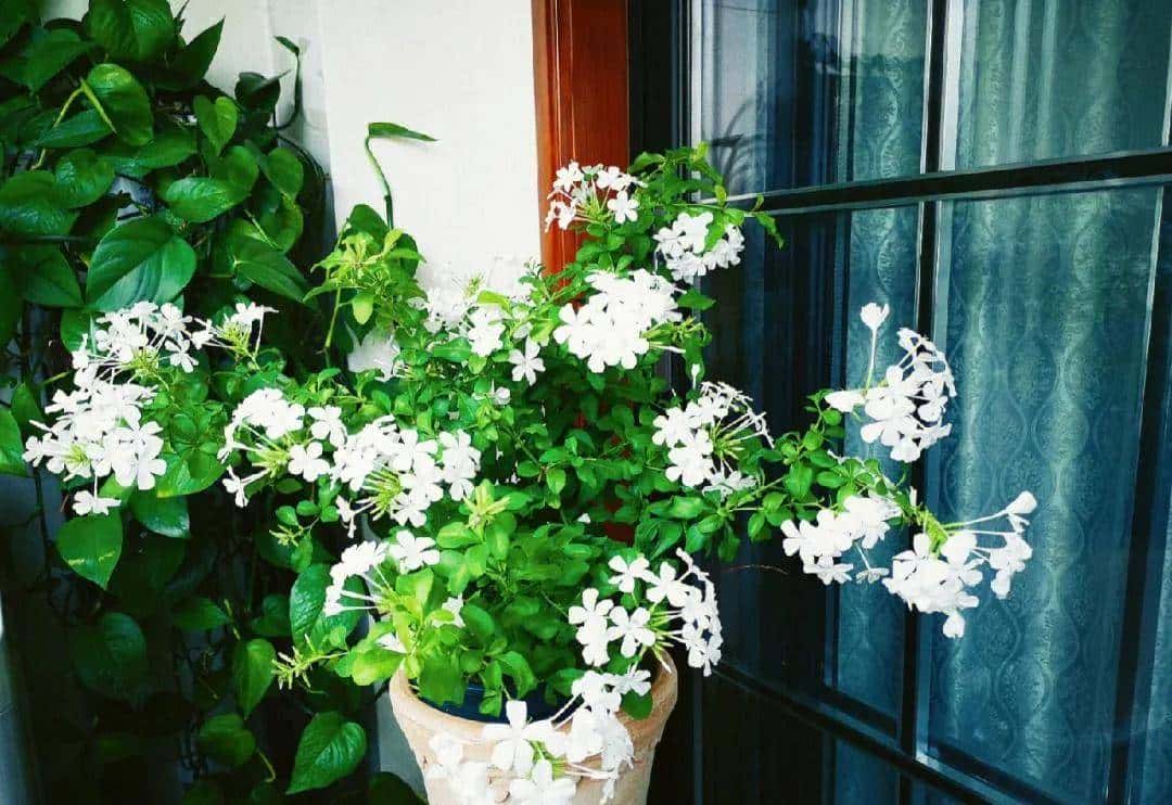 白雪花，一开就是半年多，花色清新淡雅，养护简单