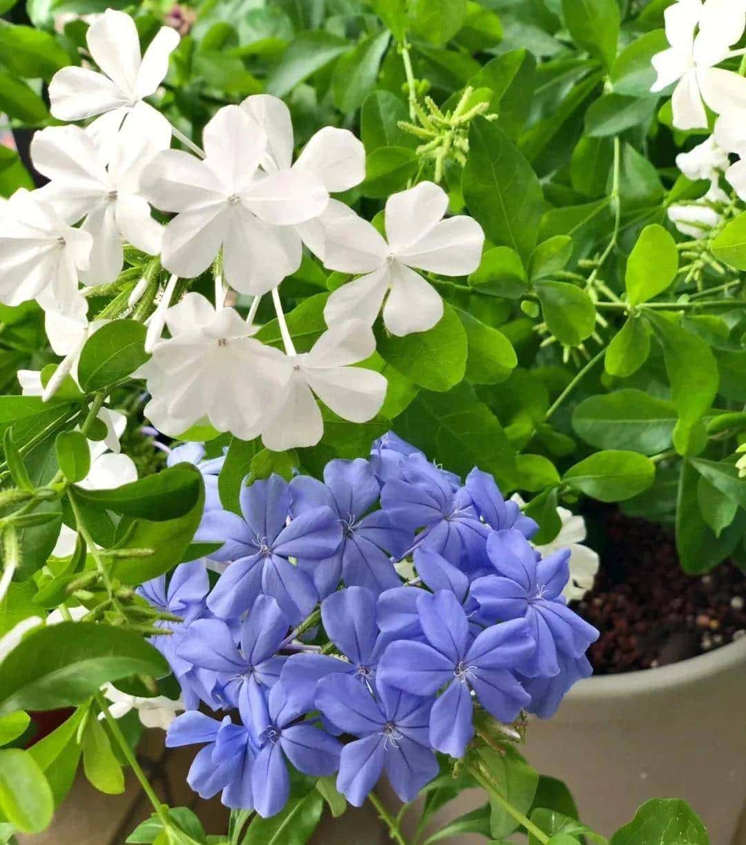 白雪花，一开就是半年多，花色清新淡雅，养护简单