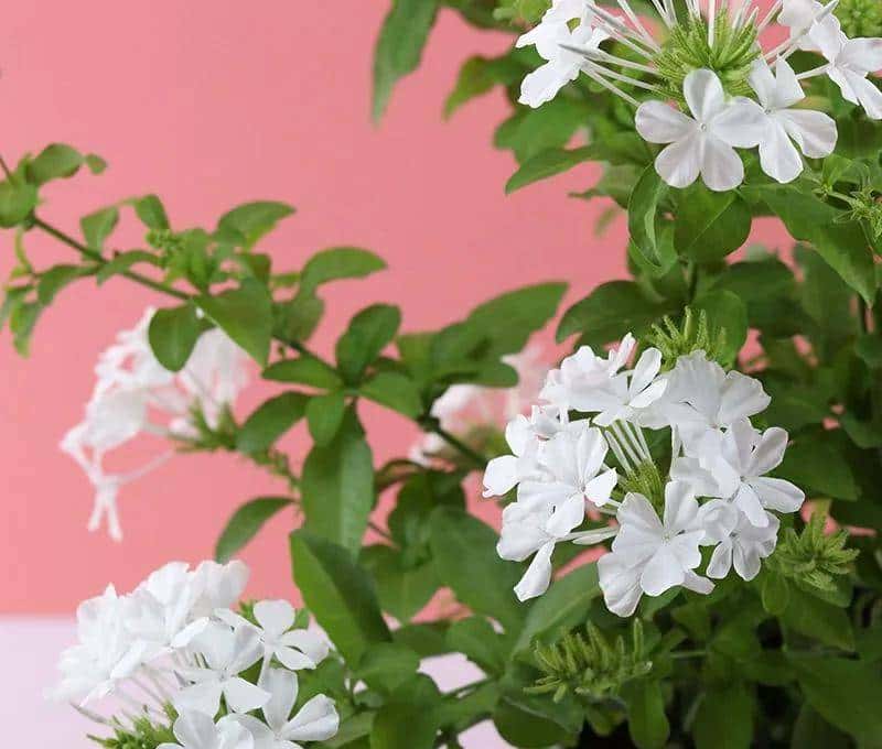 白雪花，一开就是半年多，花色清新淡雅，养护简单