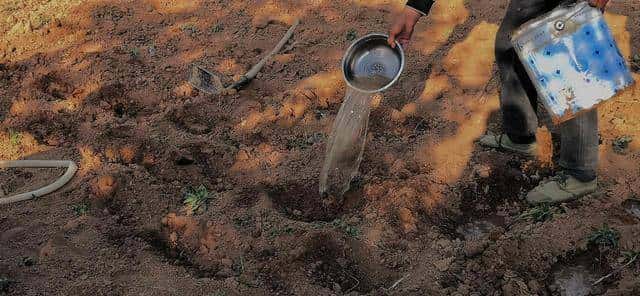 秋肥施了等于没施?不是肥不好,是你 “挖沟” 的方法错了!