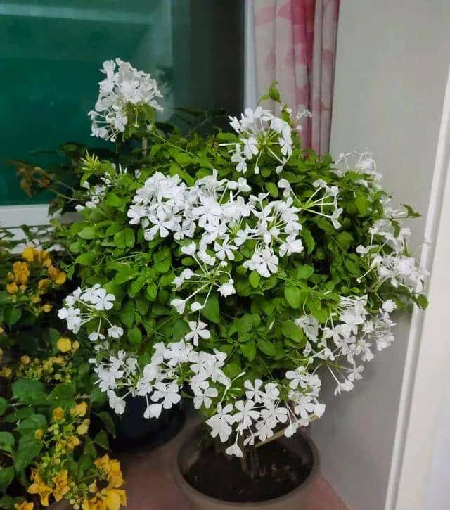 白雪花，一开就是半年多，花色清新淡雅，养护简单