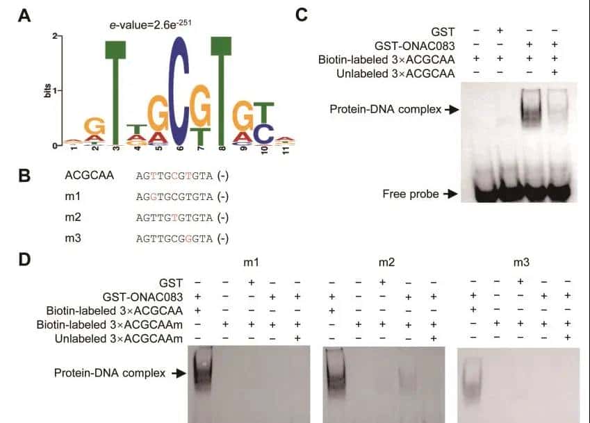 DAP-seq技术在NAC转录因子负调控水稻对稻瘟病免疫反应分子机制研究中的应用