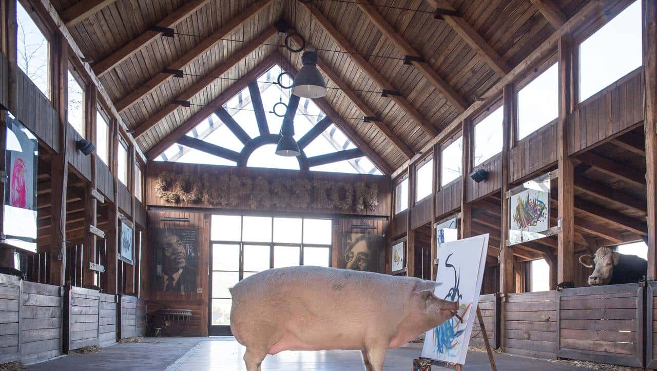 南非有一头叫猪卡索的猪，画了一幅画，卖了近17万人民币
