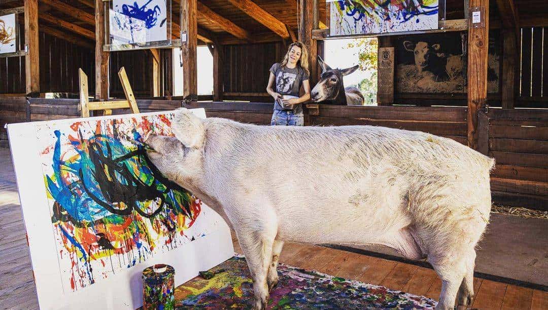 南非有一头叫猪卡索的猪，画了一幅画，卖了近17万人民币