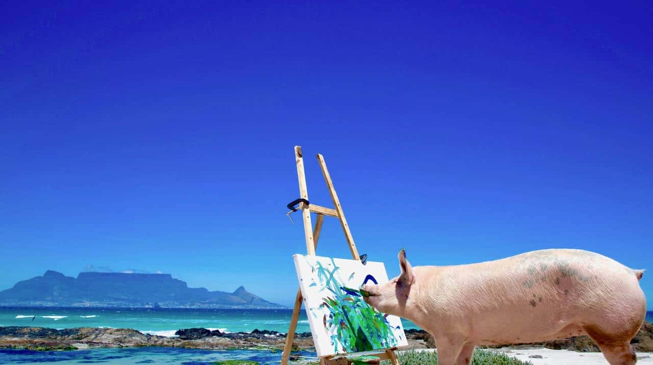南非有一头叫猪卡索的猪，画了一幅画，卖了近17万人民币