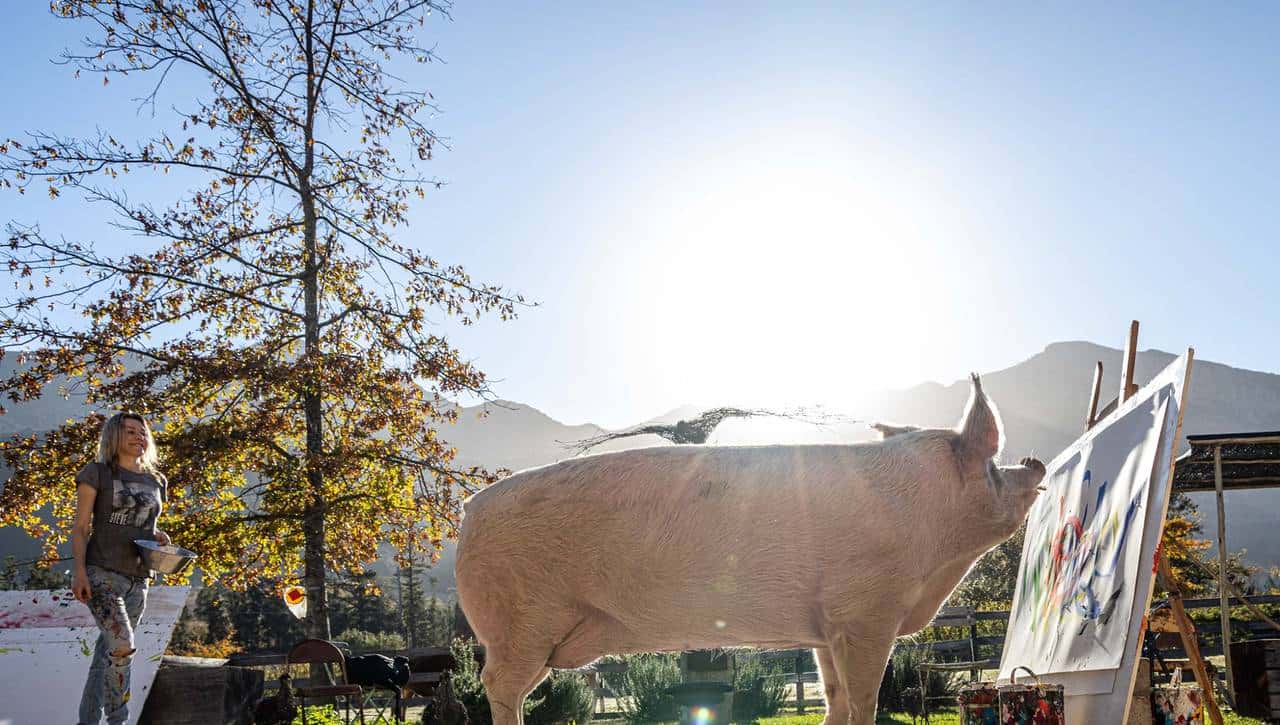 南非有一头叫猪卡索的猪，画了一幅画，卖了近17万人民币