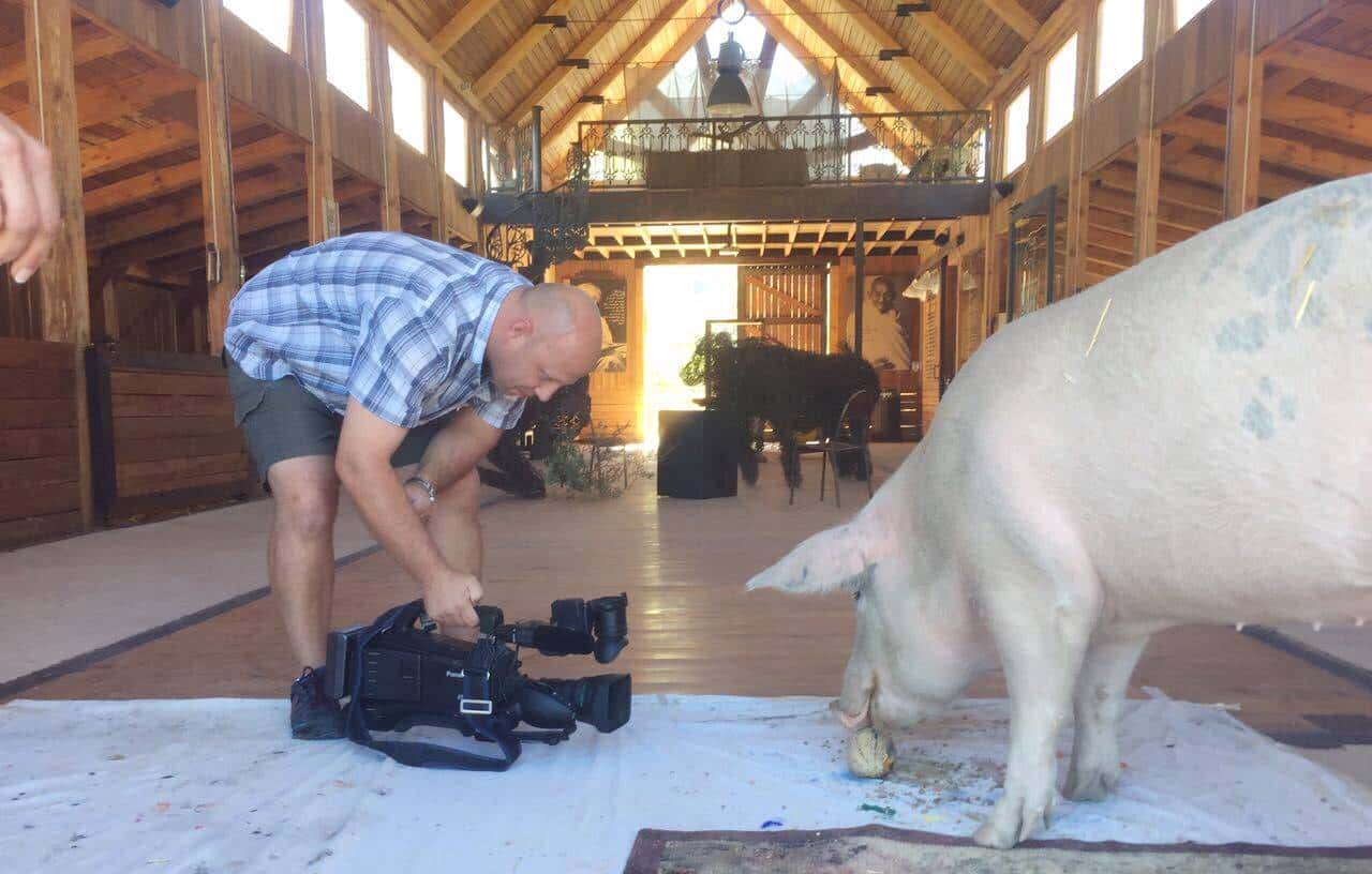 南非有一头叫猪卡索的猪，画了一幅画，卖了近17万人民币