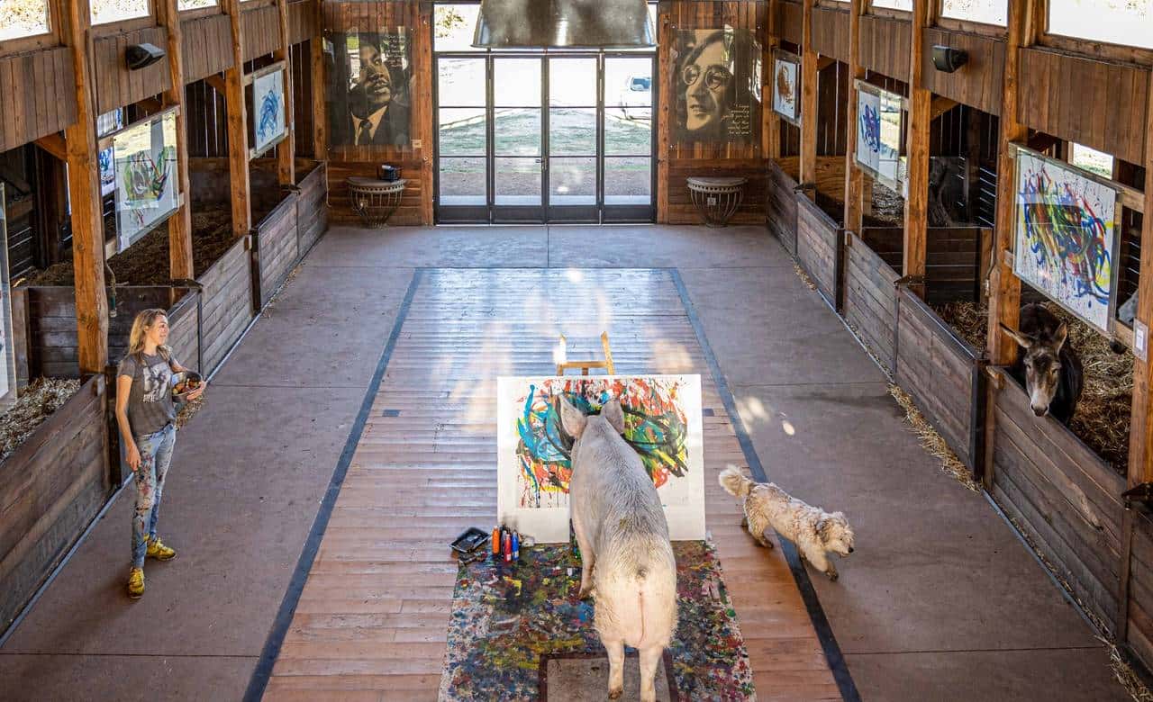 南非有一头叫猪卡索的猪，画了一幅画，卖了近17万人民币