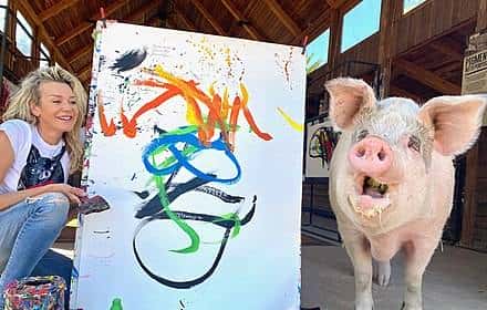 南非有一头叫猪卡索的猪，画了一幅画，卖了近17万人民币