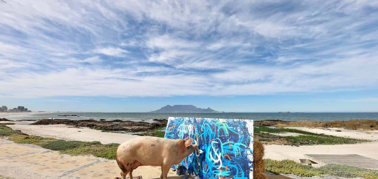 南非有一头叫猪卡索的猪，画了一幅画，卖了近17万人民币