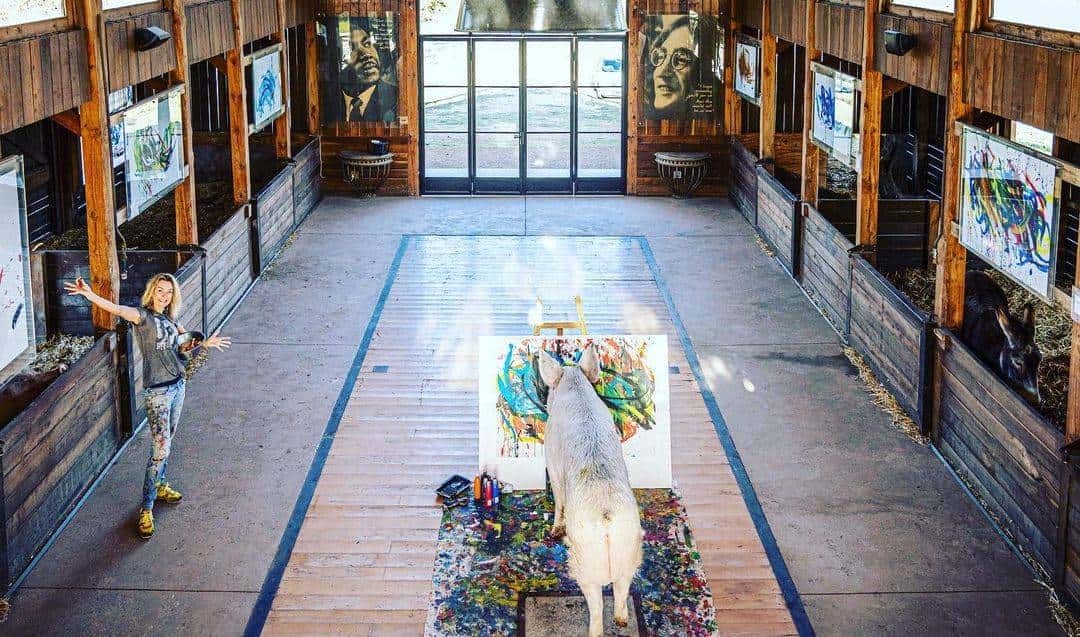 南非有一头叫猪卡索的猪，画了一幅画，卖了近17万人民币