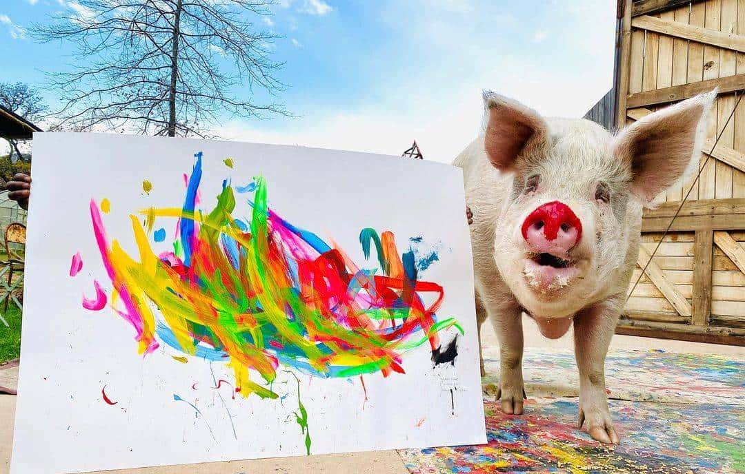南非有一头叫猪卡索的猪，画了一幅画，卖了近17万人民币