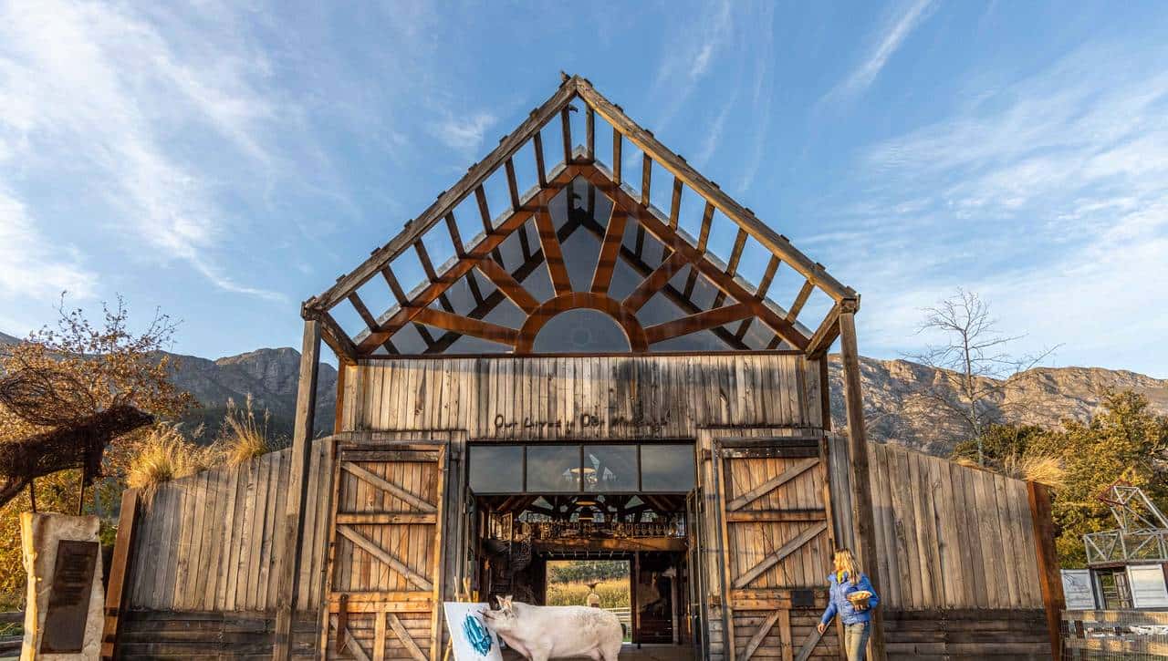 南非有一头叫猪卡索的猪，画了一幅画，卖了近17万人民币