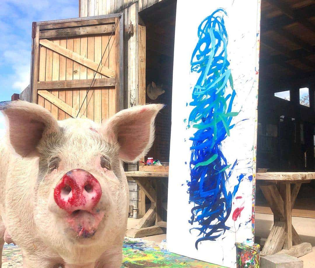 南非有一头叫猪卡索的猪，画了一幅画，卖了近17万人民币
