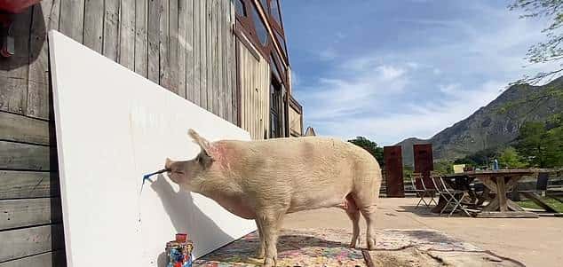 南非有一头叫猪卡索的猪，画了一幅画，卖了近17万人民币