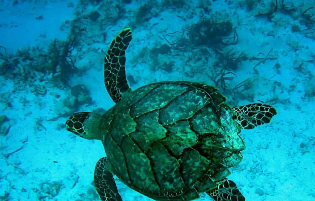 带你看看马来西亚的钞票,大红大紫的还挺好看