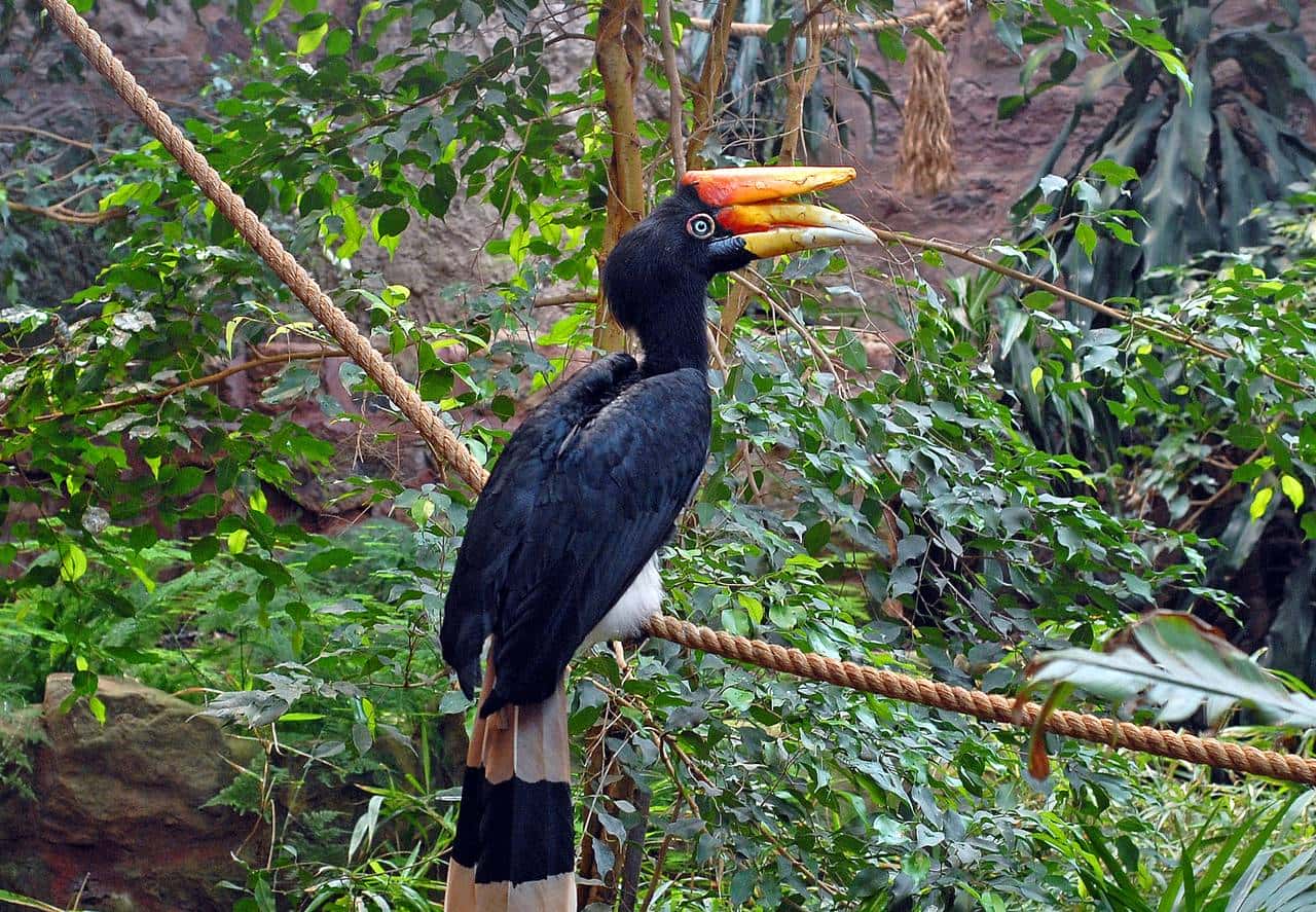 带你看看马来西亚的钞票,大红大紫的还挺好看