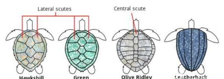 带你看看马来西亚的钞票,大红大紫的还挺好看