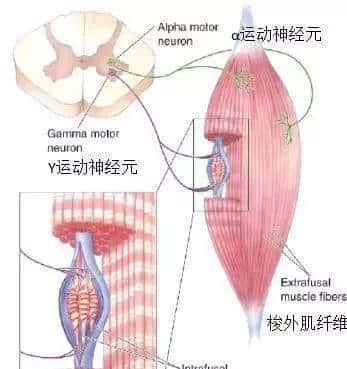 新Bobath概念学习总结——新保松雄先生讲授（中）