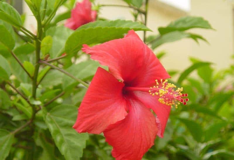 带你看看马来西亚的钞票,大红大紫的还挺好看