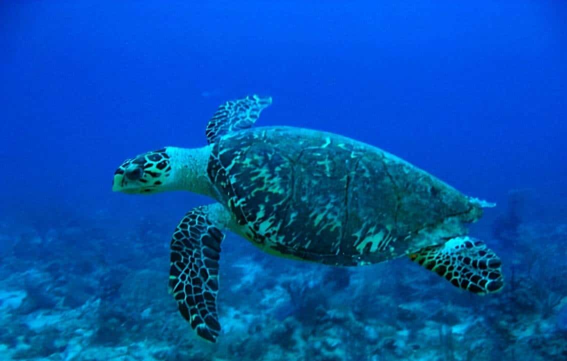 带你看看马来西亚的钞票,大红大紫的还挺好看