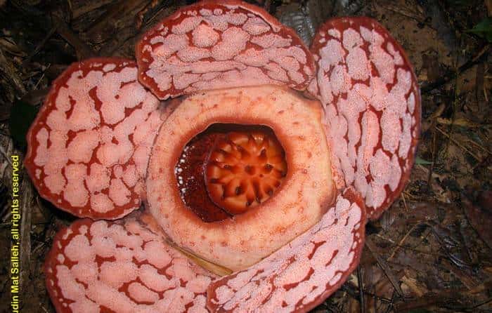 带你看看马来西亚的钞票,大红大紫的还挺好看