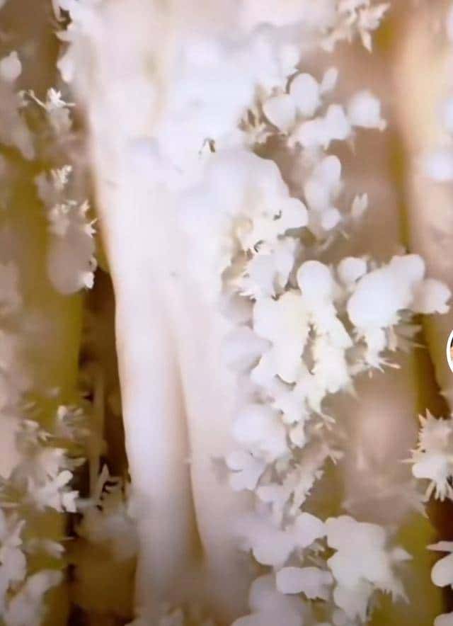 十四亿人不知道的人间仙境,石头“开花”,有谁见过?