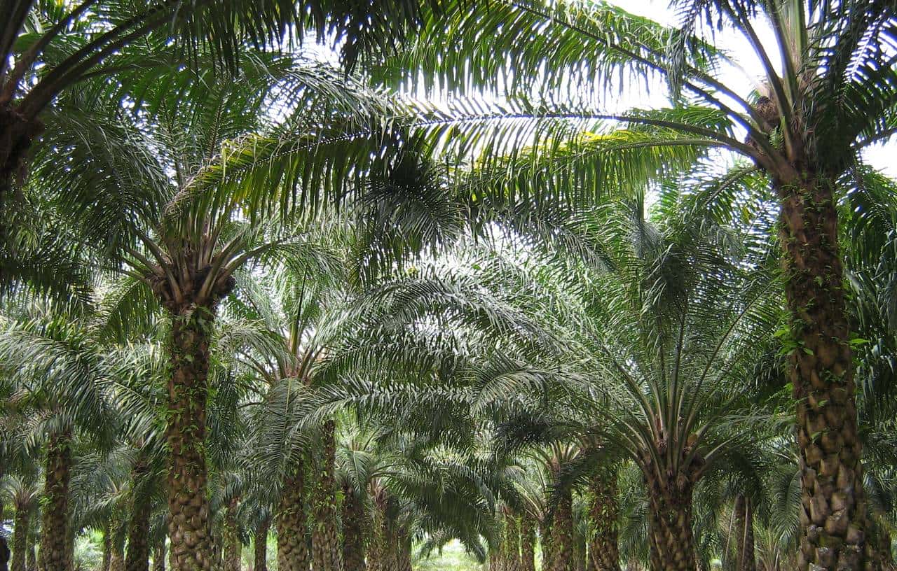 带你看看马来西亚的钞票,大红大紫的还挺好看