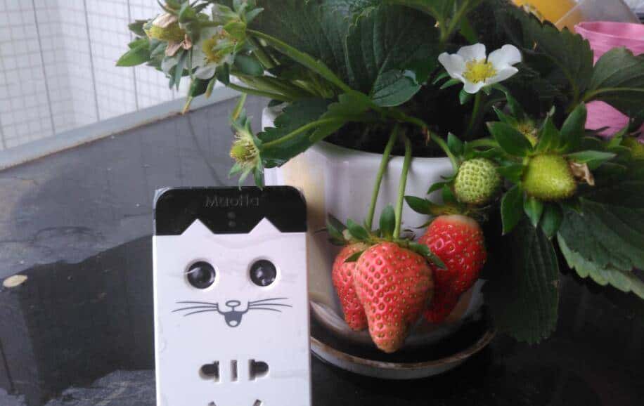 精选小猫智能管家——-一款让人刮目相看的插座