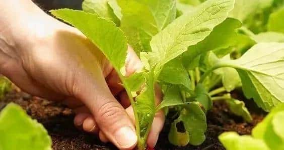 有关播种你所要知道的一切