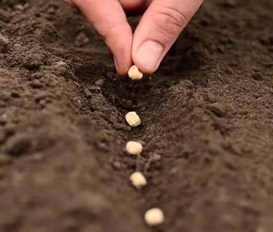 有关播种你所要知道的一切