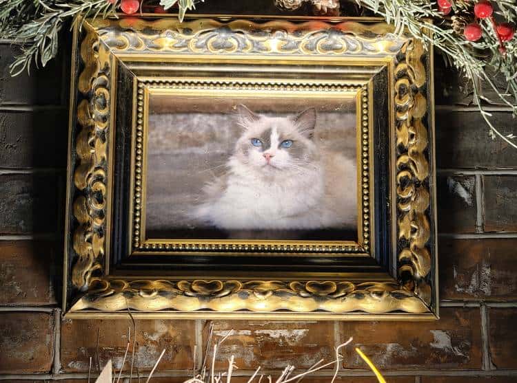 OPPO Find X9系列双机首测：不再摇摆，勇敢做自己