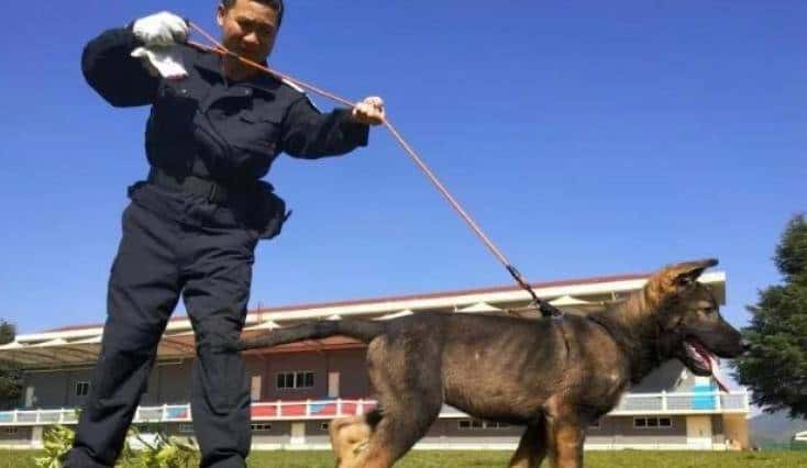 【战甲轰鸣】中国首例克隆警犬诞生
