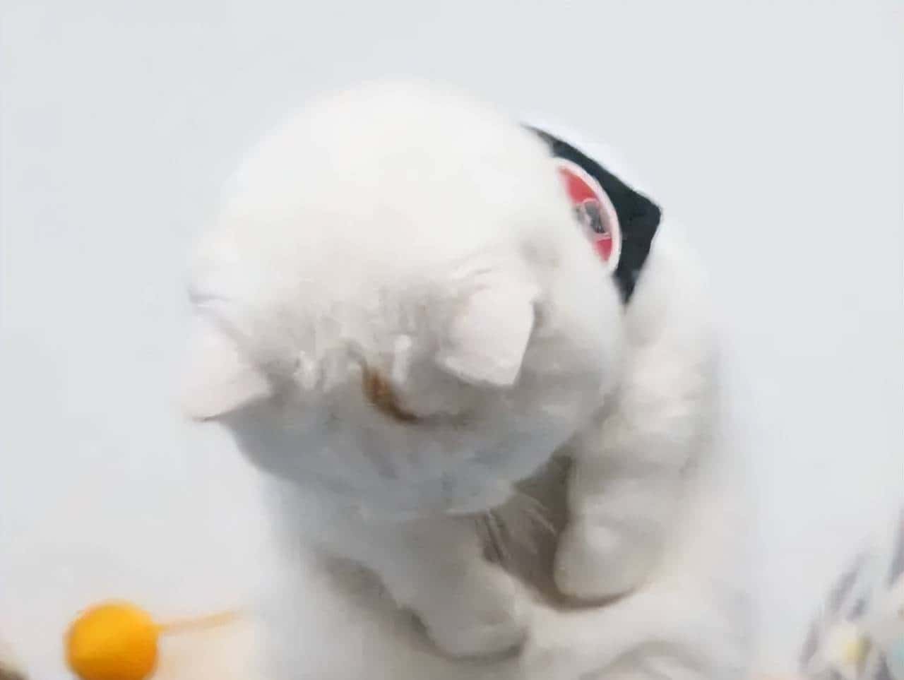 pytest之assert断言的使用