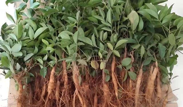 未经批准！珠海男子带锄头登无人岛，被抓后现场查获“牛大力”