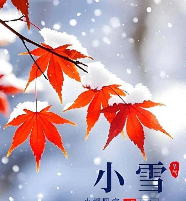 人间小雪，执笔问安，不问雪落几时，只问花开几许。