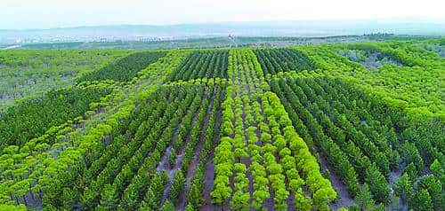 植树节特别关注:66年,黄沙地见证“橄榄绿”